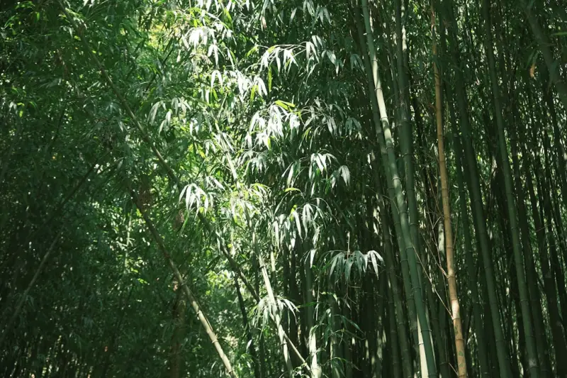 上海上丹西服服装定制产品型号参数对比与工艺差异分析